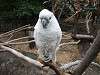 ueno_zoo_0132_mini.jpg