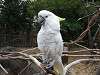 ueno_zoo_0133_mini.jpg