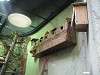 ueno_zoo_0137_mini.jpg