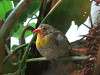 ueno_zoo_0139_mini.jpg