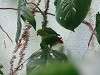 ueno_zoo_0140_mini.jpg