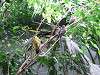 ueno_zoo_0141_mini.jpg