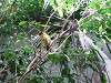 ueno_zoo_0142_mini.jpg