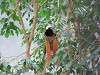 ueno_zoo_0144_mini.jpg