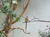 ueno_zoo_0145_mini.jpg