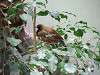 ueno_zoo_0146_mini.jpg