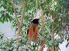 ueno_zoo_0147_mini.jpg