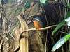ueno_zoo_0148_mini.jpg