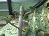 ueno_zoo_0149_mini.jpg