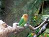 ueno_zoo_0150_mini.jpg