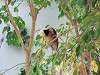 ueno_zoo_0153_mini.jpg