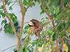ueno_zoo_0154_mini.jpg