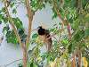 ueno_zoo_0156_mini.jpg