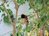 ueno_zoo_0157_mini.jpg