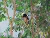 ueno_zoo_0162_mini.jpg