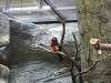 ueno_zoo_0164_mini.jpg