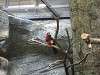 ueno_zoo_0165_mini.jpg