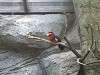 ueno_zoo_0168_mini.jpg