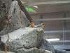 ueno_zoo_0169_mini.jpg