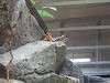 ueno_zoo_0170_mini.jpg