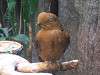 ueno_zoo_0172_mini.jpg