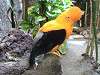 ueno_zoo_0174_mini.jpg