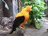 ueno_zoo_0178_mini.jpg