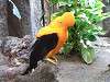 ueno_zoo_0179_mini.jpg