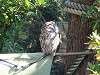 ueno_zoo_0181_mini.jpg