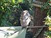 ueno_zoo_0182_mini.jpg