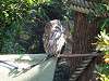 ueno_zoo_0183_mini.jpg