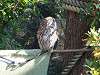 ueno_zoo_0184_mini.jpg