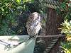 ueno_zoo_0185_mini.jpg