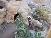 ueno_zoo_0186_mini.jpg