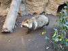 ueno_zoo_0188_mini.jpg