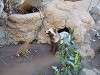 ueno_zoo_0190_mini.jpg