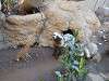 ueno_zoo_0191_mini.jpg