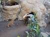 ueno_zoo_0193_mini.jpg