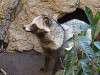 ueno_zoo_0194_mini.jpg