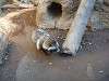 ueno_zoo_0196_mini.jpg