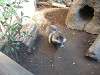 ueno_zoo_0197_mini.jpg