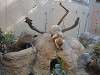 ueno_zoo_0198_mini.jpg