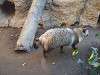 ueno_zoo_0204_mini.jpg