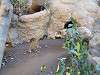 ueno_zoo_0206_mini.jpg