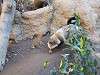 ueno_zoo_0207_mini.jpg