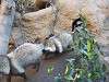 ueno_zoo_0213_mini.jpg