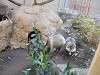 ueno_zoo_0220_mini.jpg