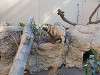 ueno_zoo_0225_mini.jpg
