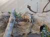 ueno_zoo_0227_mini.jpg