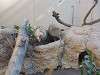 ueno_zoo_0228_mini.jpg